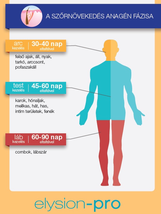 Szőrnövekedés anagén fázisát ábrázoló kép